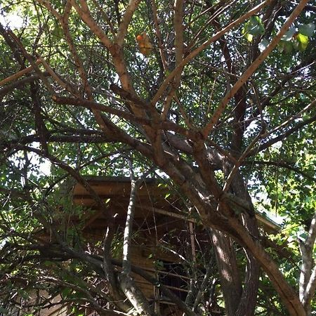 The Inn On The Tree Σιγκιρίγια Εξωτερικό φωτογραφία