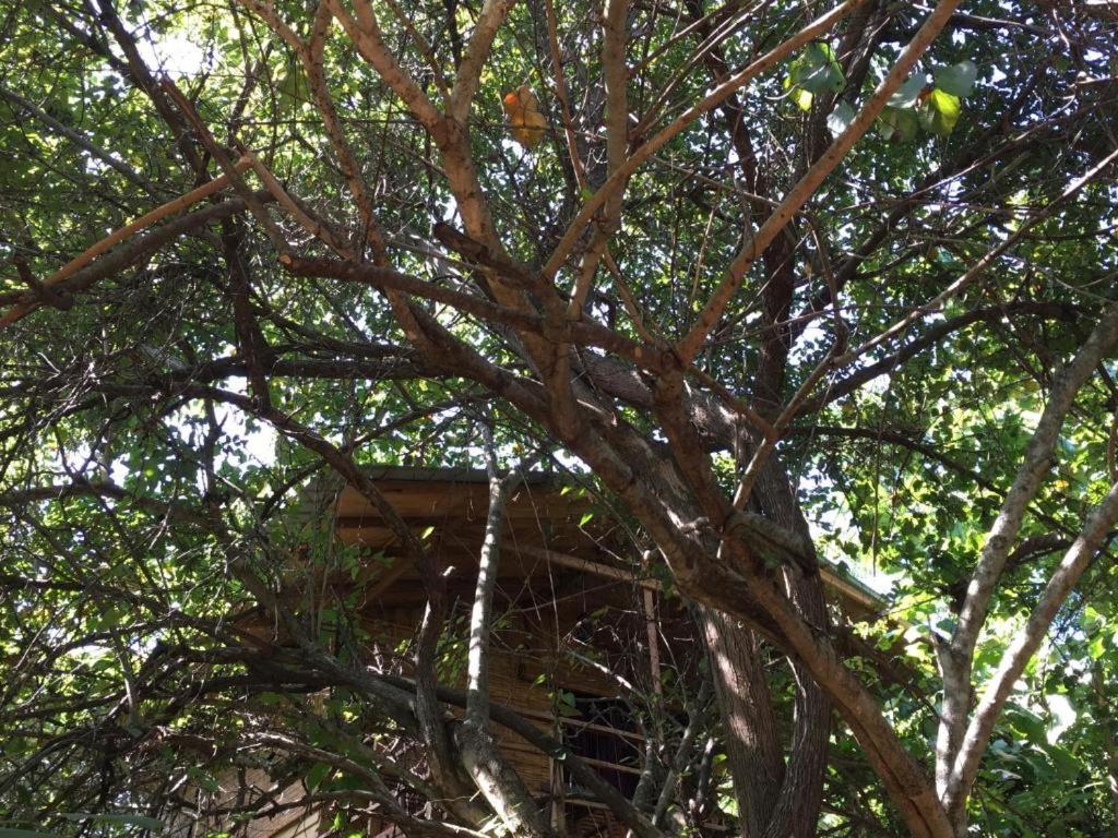 The Inn On The Tree Σιγκιρίγια Εξωτερικό φωτογραφία