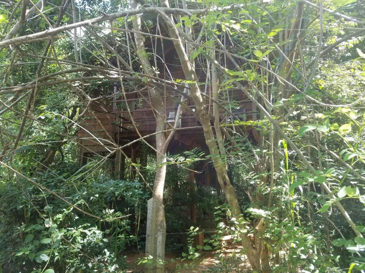 The Inn On The Tree Σιγκιρίγια Εξωτερικό φωτογραφία