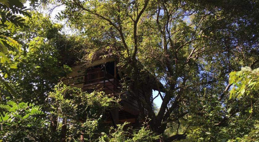 The Inn On The Tree Σιγκιρίγια Εξωτερικό φωτογραφία